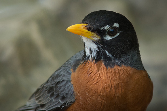 American Robin