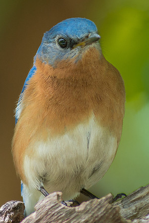 Eastern Bluebird