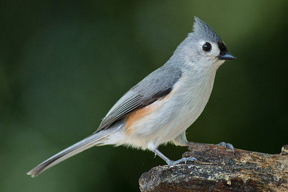 Tufted Titmouse