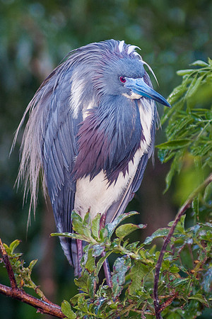 Tricolored Heron