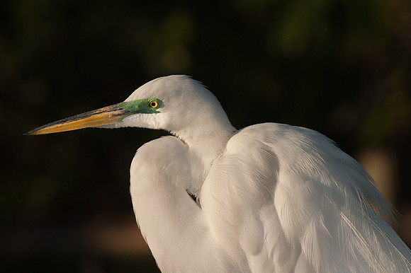 Great Egret