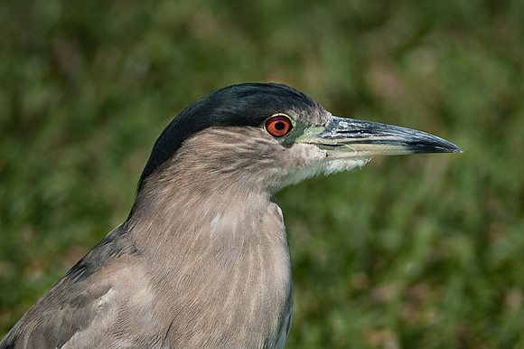 Black Capped Night Heron