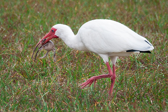 Ibis Eating a Frog