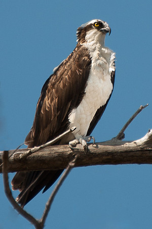 Osprey