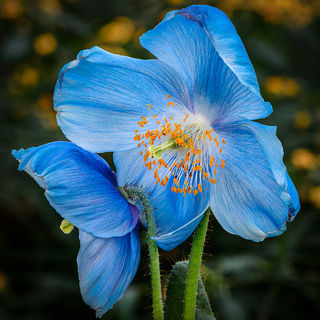 Himalayan Blue Poppy