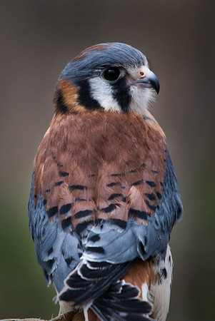 Kestral Falcon