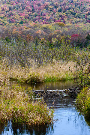 Beaver Dam in Fall