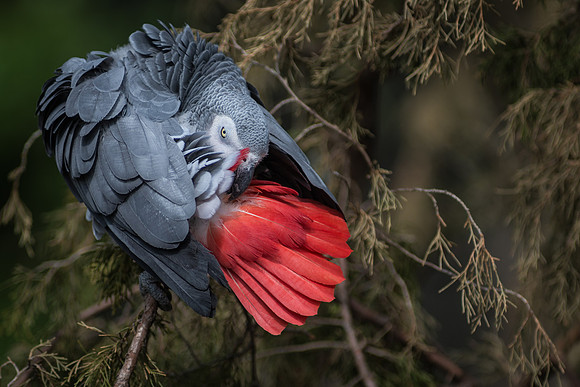 African Grey Parrot