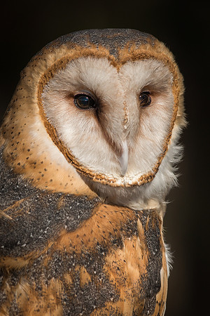 Barn Owl
