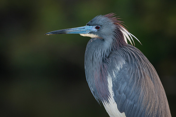 Tricolored Heron