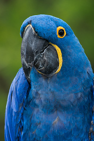 Hyacinth Macaw
