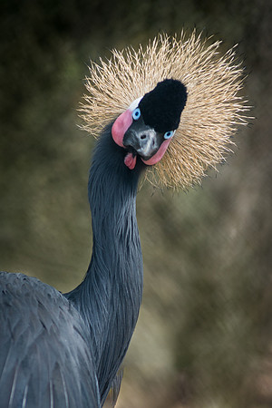 West African Crowned Crane