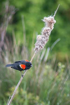 Red-Winged Black Bird on Catail