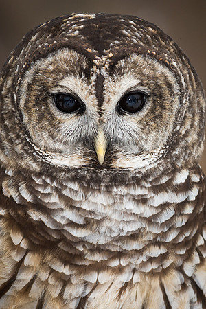 Barred Owl