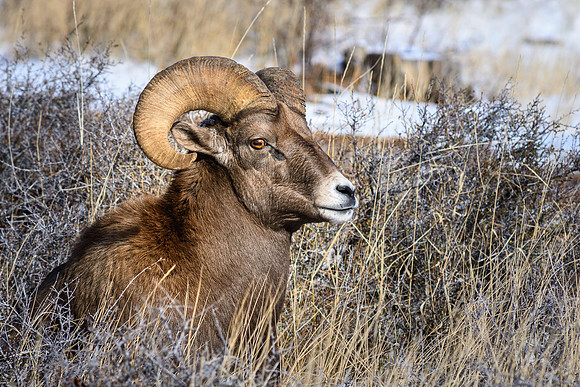 Ram
