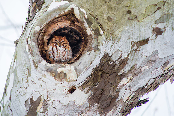 Eastern Screech Owl - Red