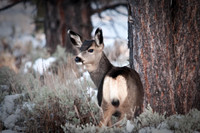 Mule Deer