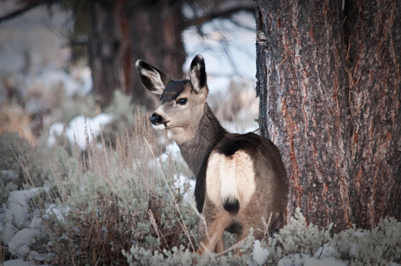 Mule Deer