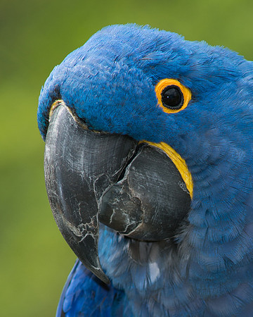Hyacinth Macaw