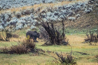 Black Bear