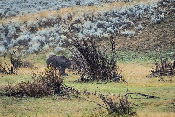 Black Bear