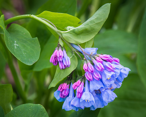 Bluebells & Buds