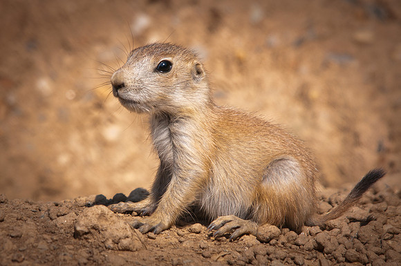 Black-Tailed Prarie Dog Pup