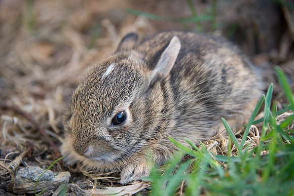 Bunny