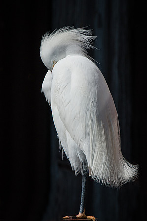 Snowy Egret Sleeping