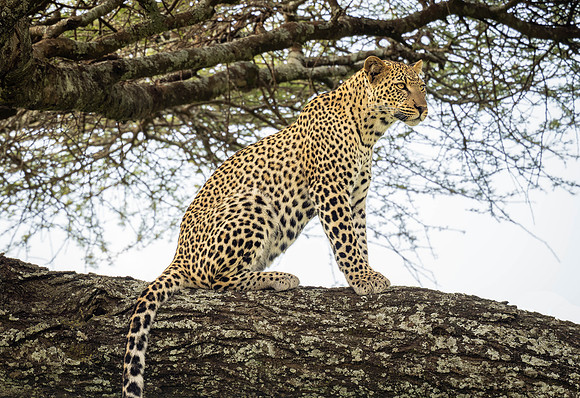 Leopard in a tree
