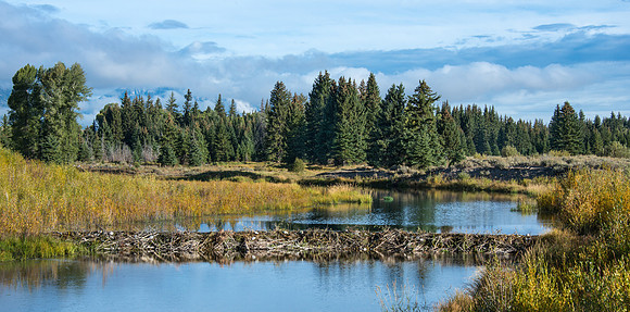 Beaver Dam