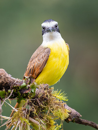 Great Kiskadee
