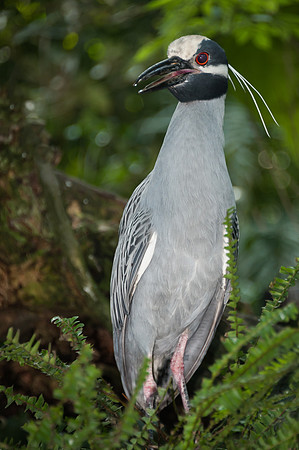 Yellow Crowned Night Heron