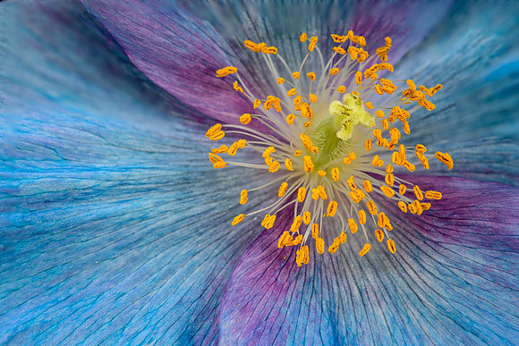 Himalayan Blue Poppy