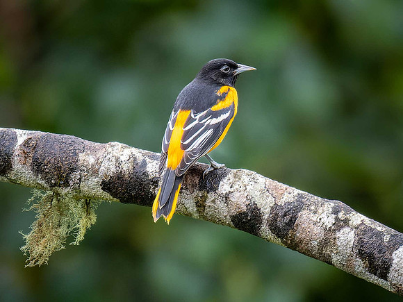 Baltimore Oriole