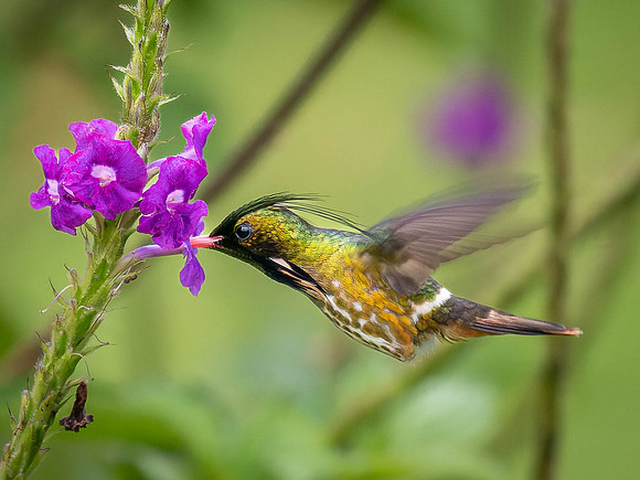 Black-crested Coquette