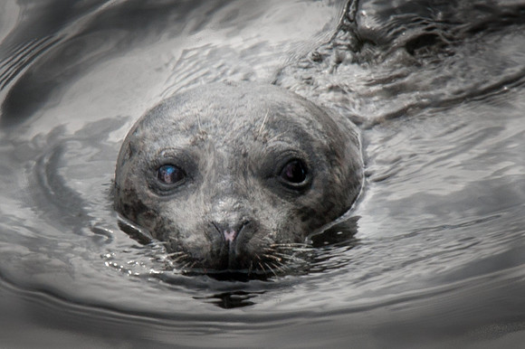 Harbor Seal
