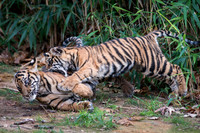 Sumatran Tiger Cubs