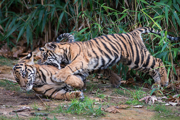 Sumatran Tiger Cubs