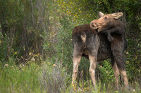 Moose Cow