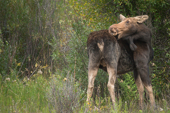 Moose Cow