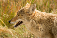 Coyote Portrait