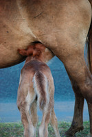 Nursing Colt