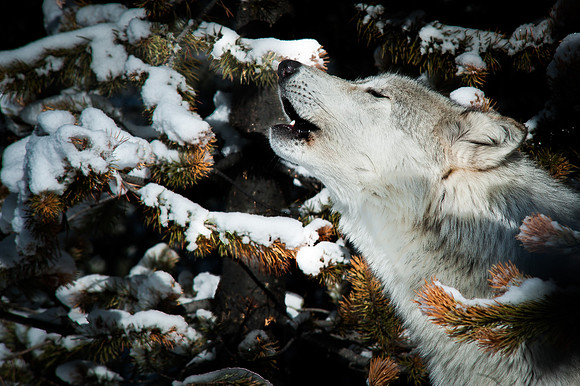 The Howling