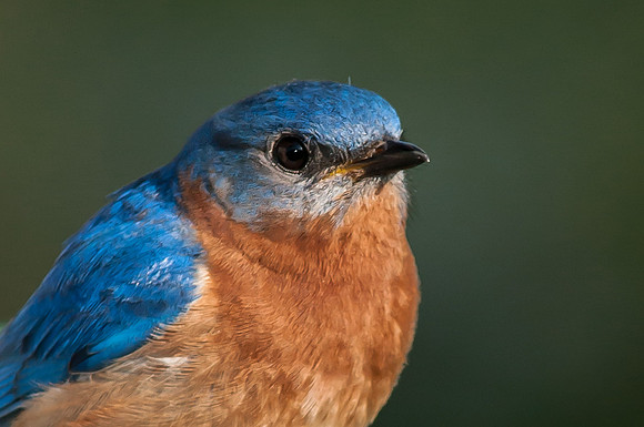 Eastern Bluebird, Male