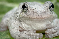 Tree Frog