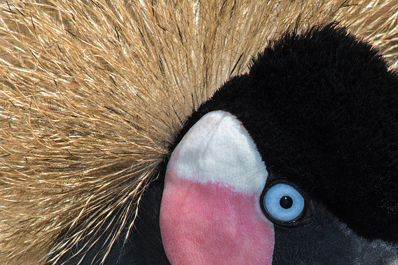 West African Crowned Crane