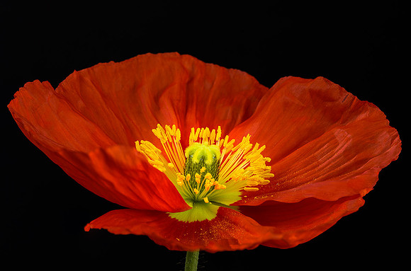Icelandic Poppy