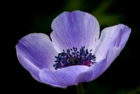 Purple Anemone