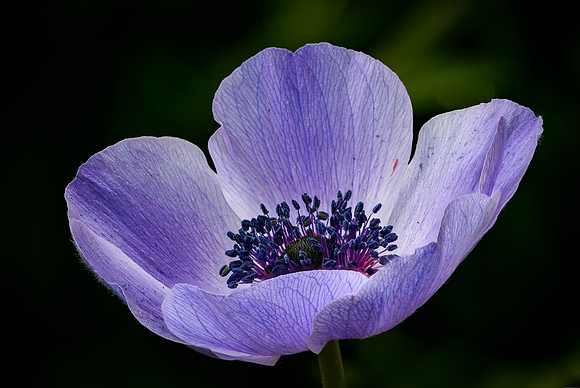 Purple Anemone